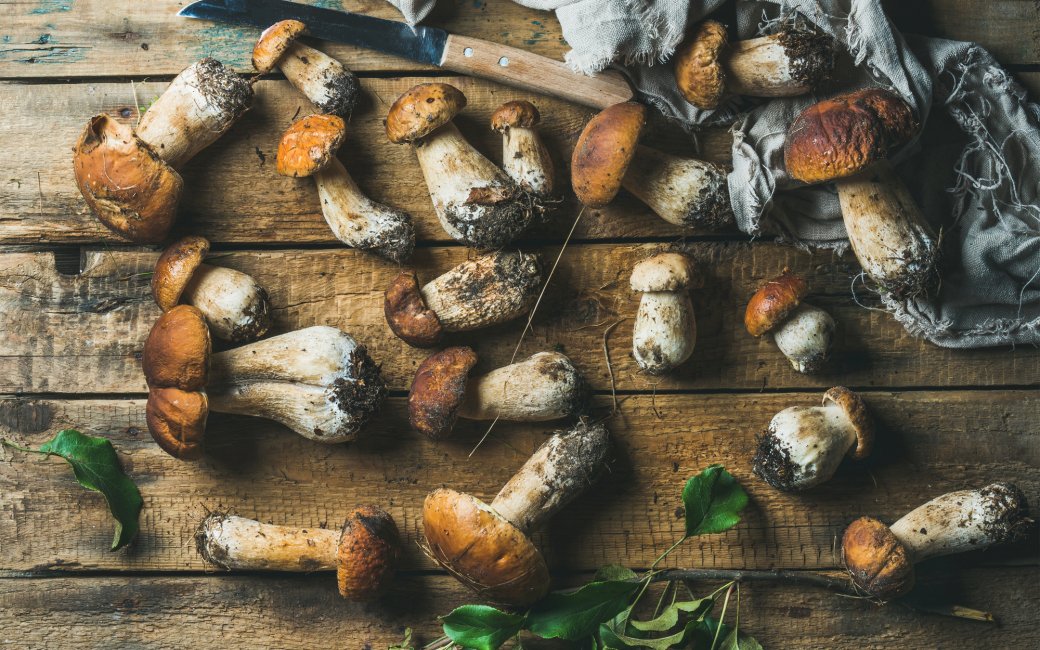 білі лісові гриби