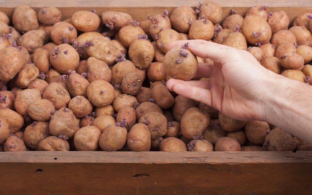 Проросла картопля