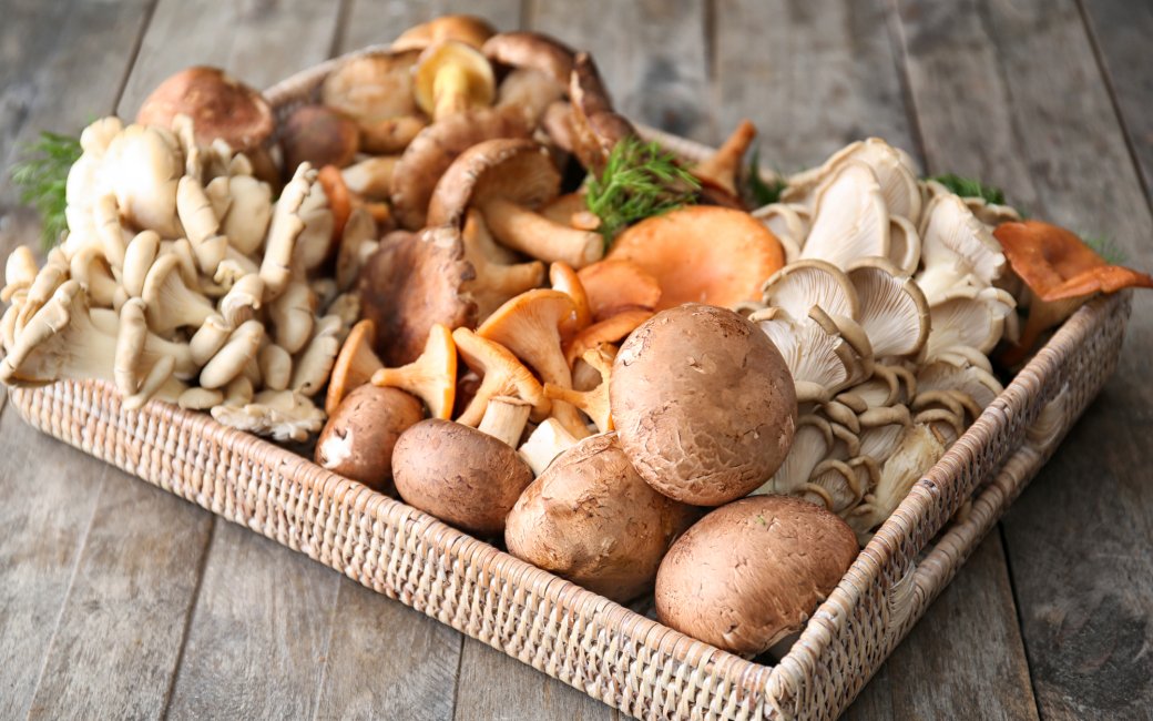 Різні види грибів