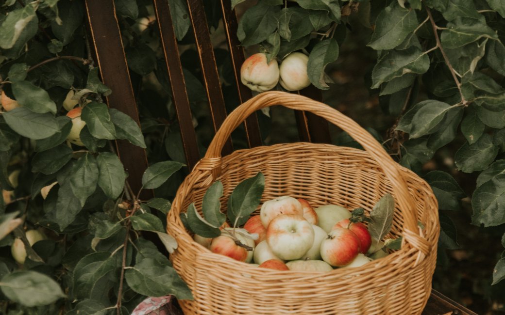 Яблука в кошику в саду