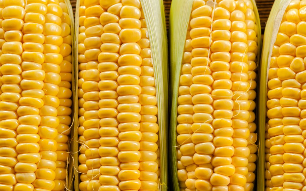 Користь кукурудзи