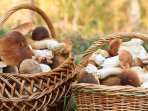 Білі гриби в кошику