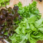 Салат латук