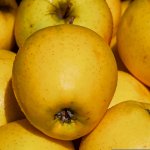 Яблуко голден