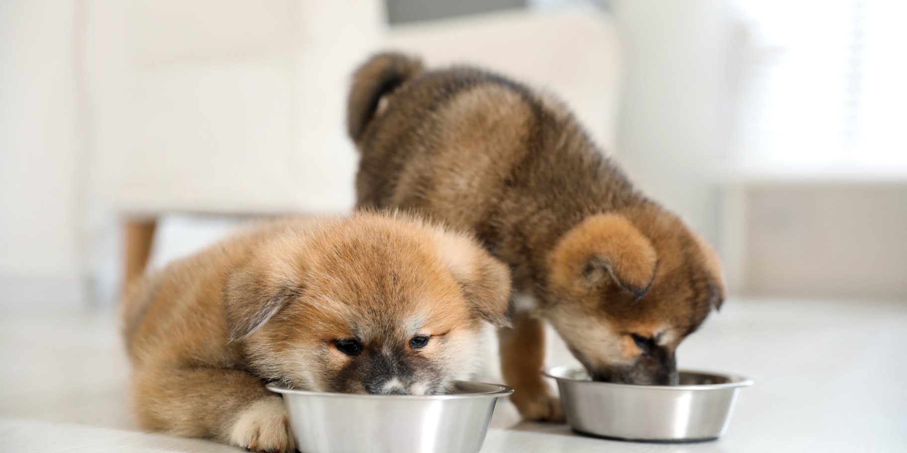 Собаки їдять