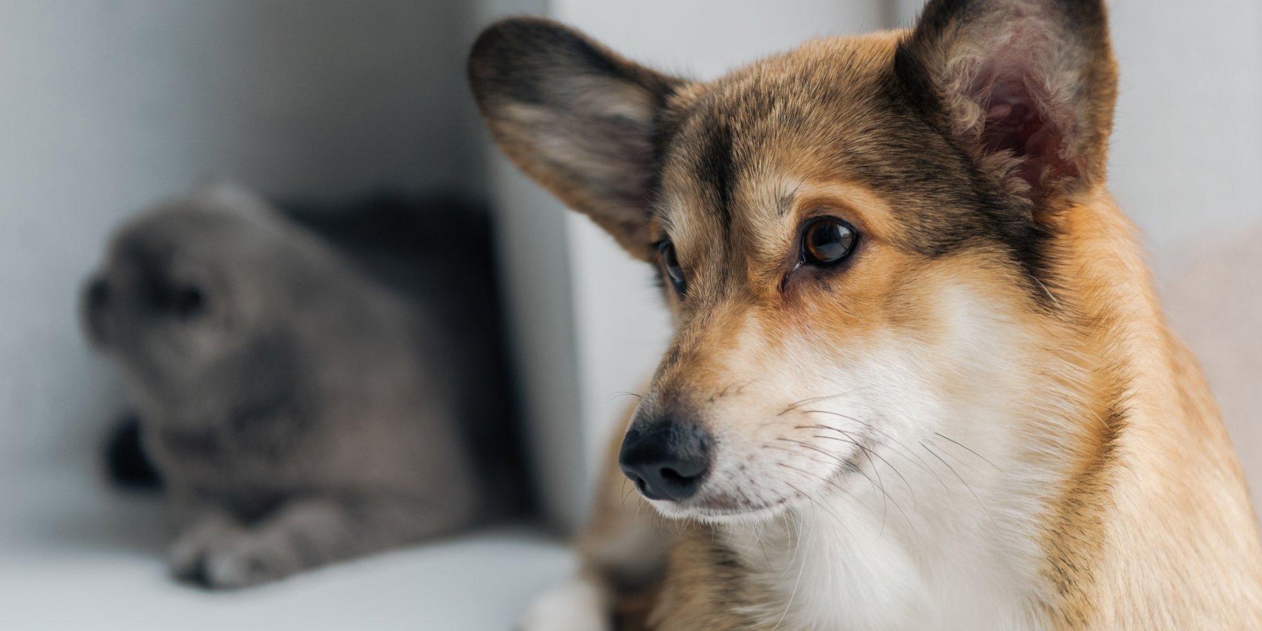 Собака, кіт