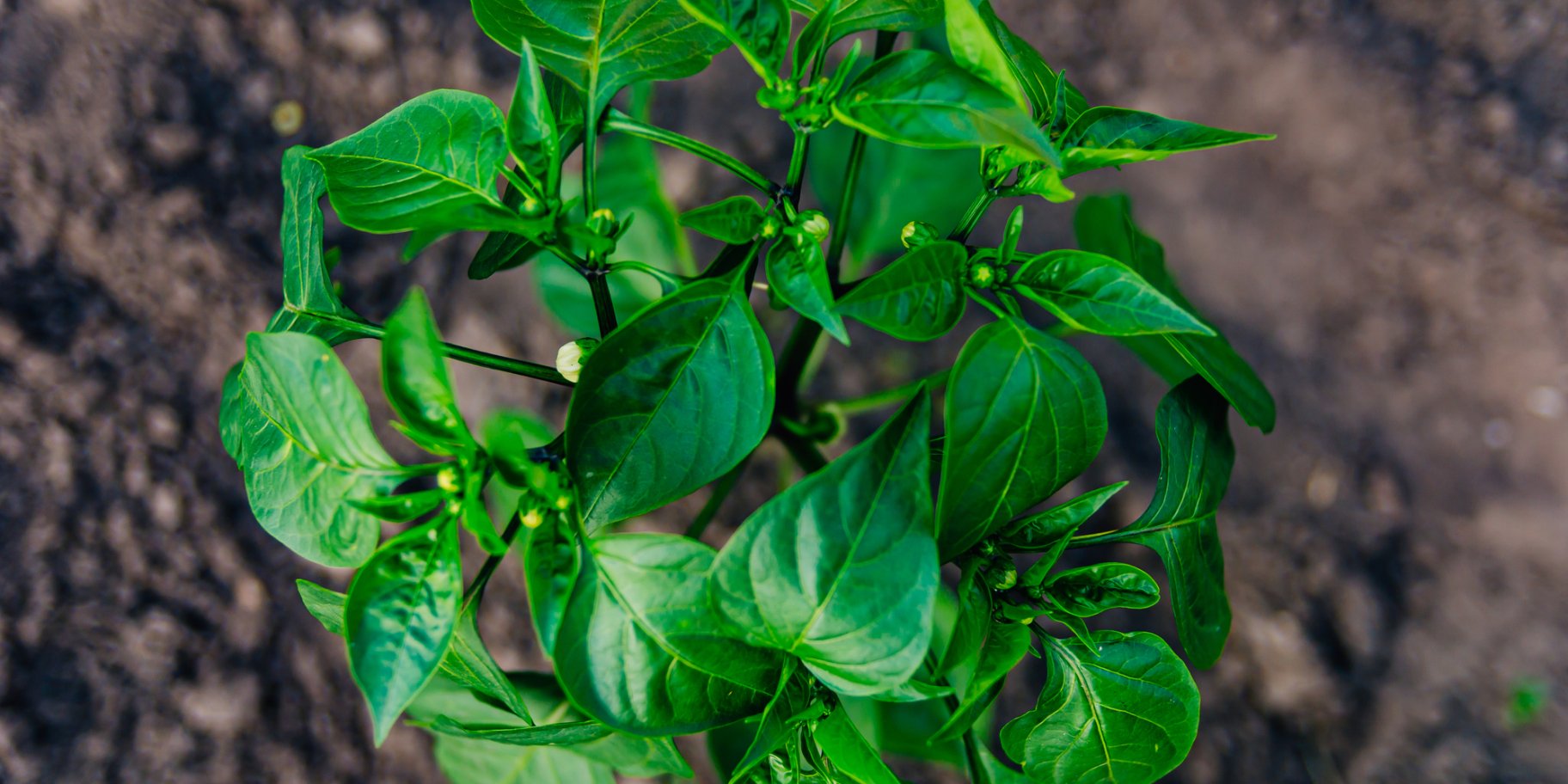 Перець на грядці