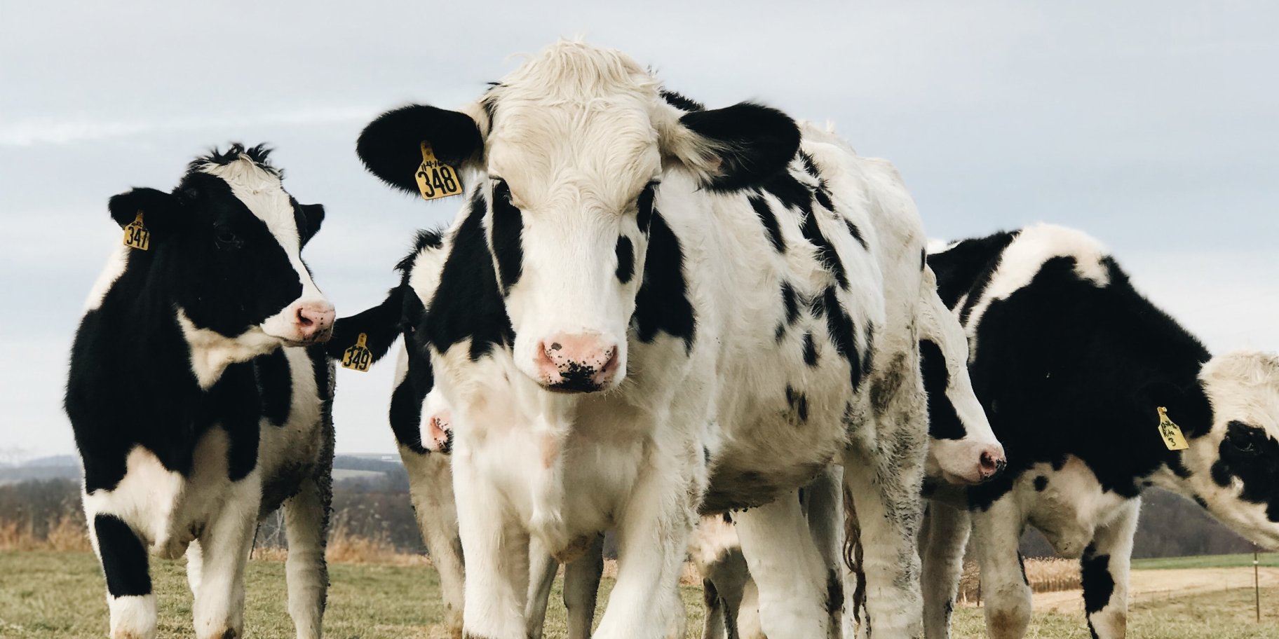 Корівки Ферма «Пані Юпітер»