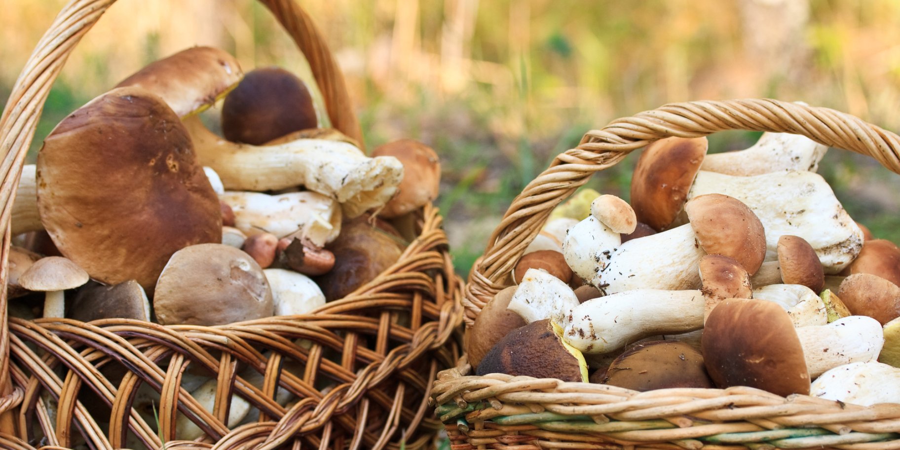 Білі гриби в кошику