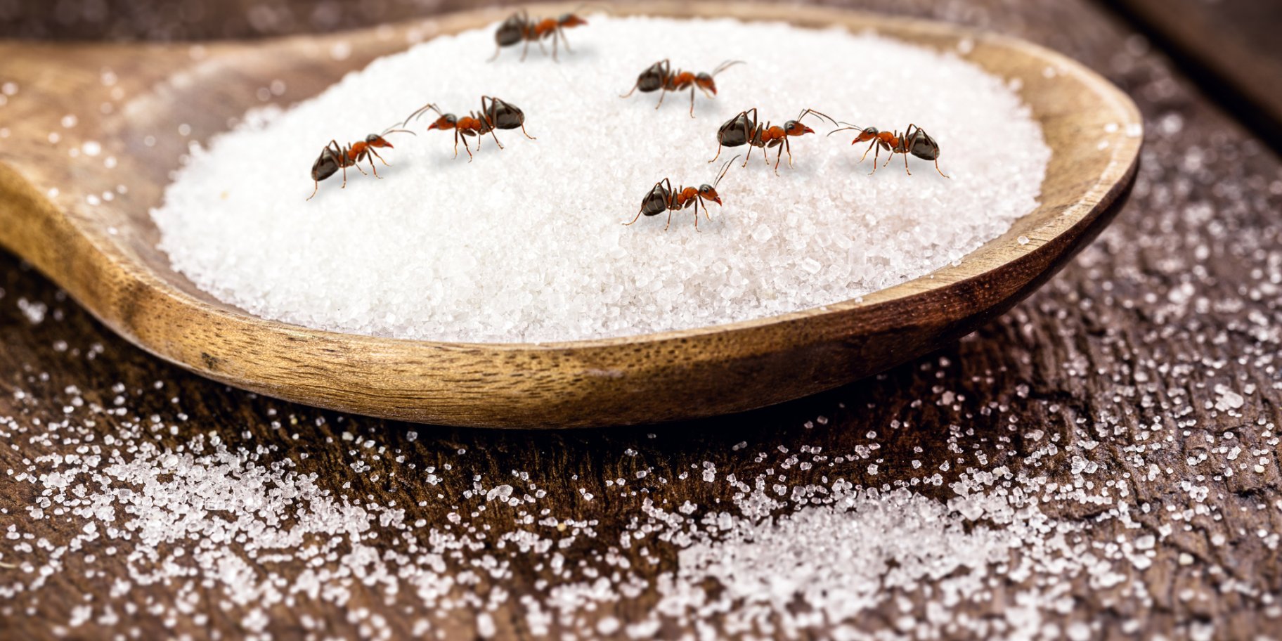 Мурахи на цукрі