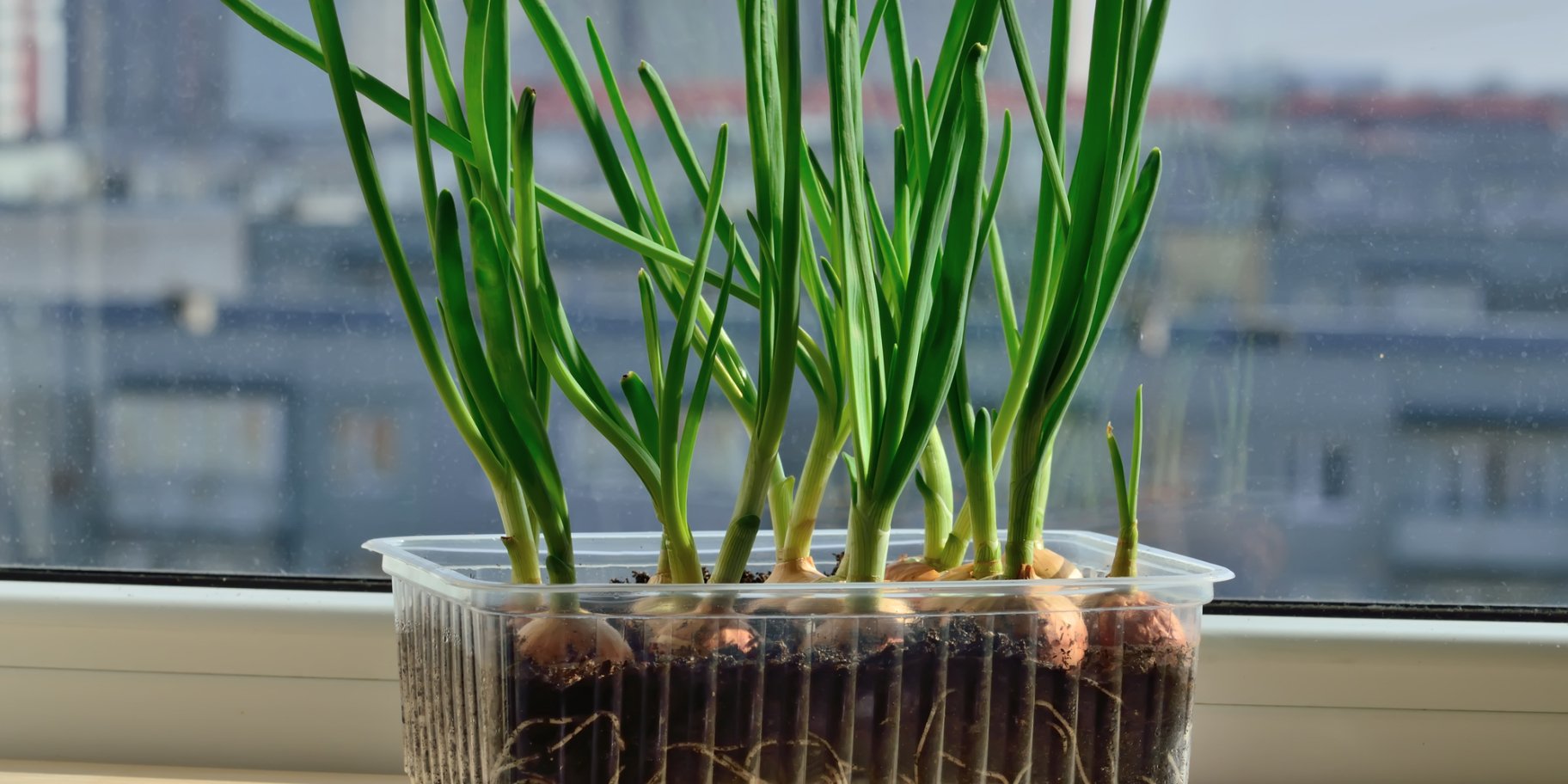 Зелена цибуля