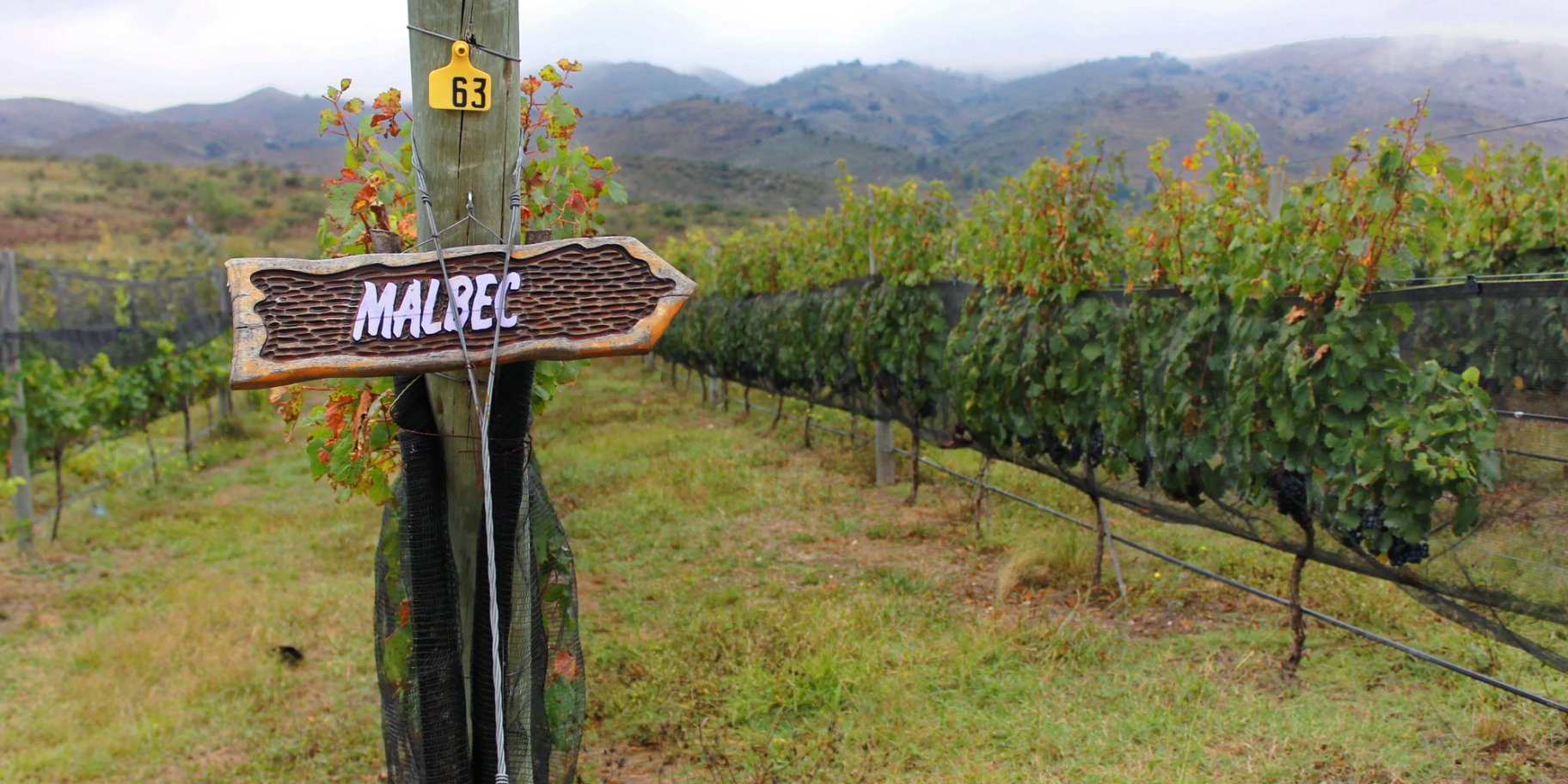 Виноград сорту МАльбек