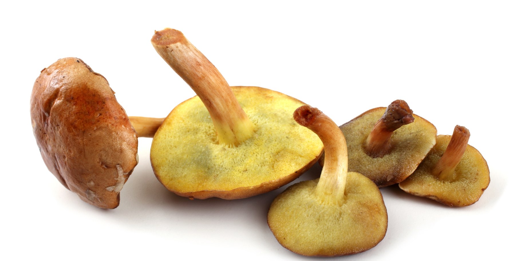 Гриби маслюки