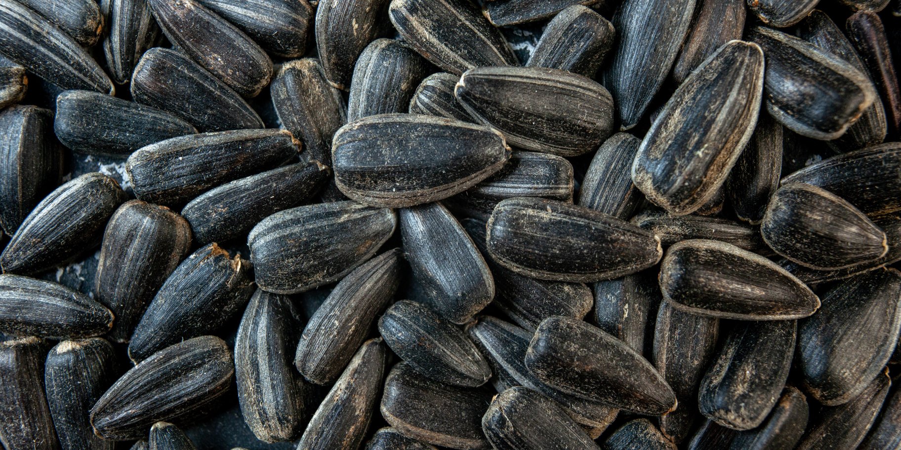 Семена подсолнечника