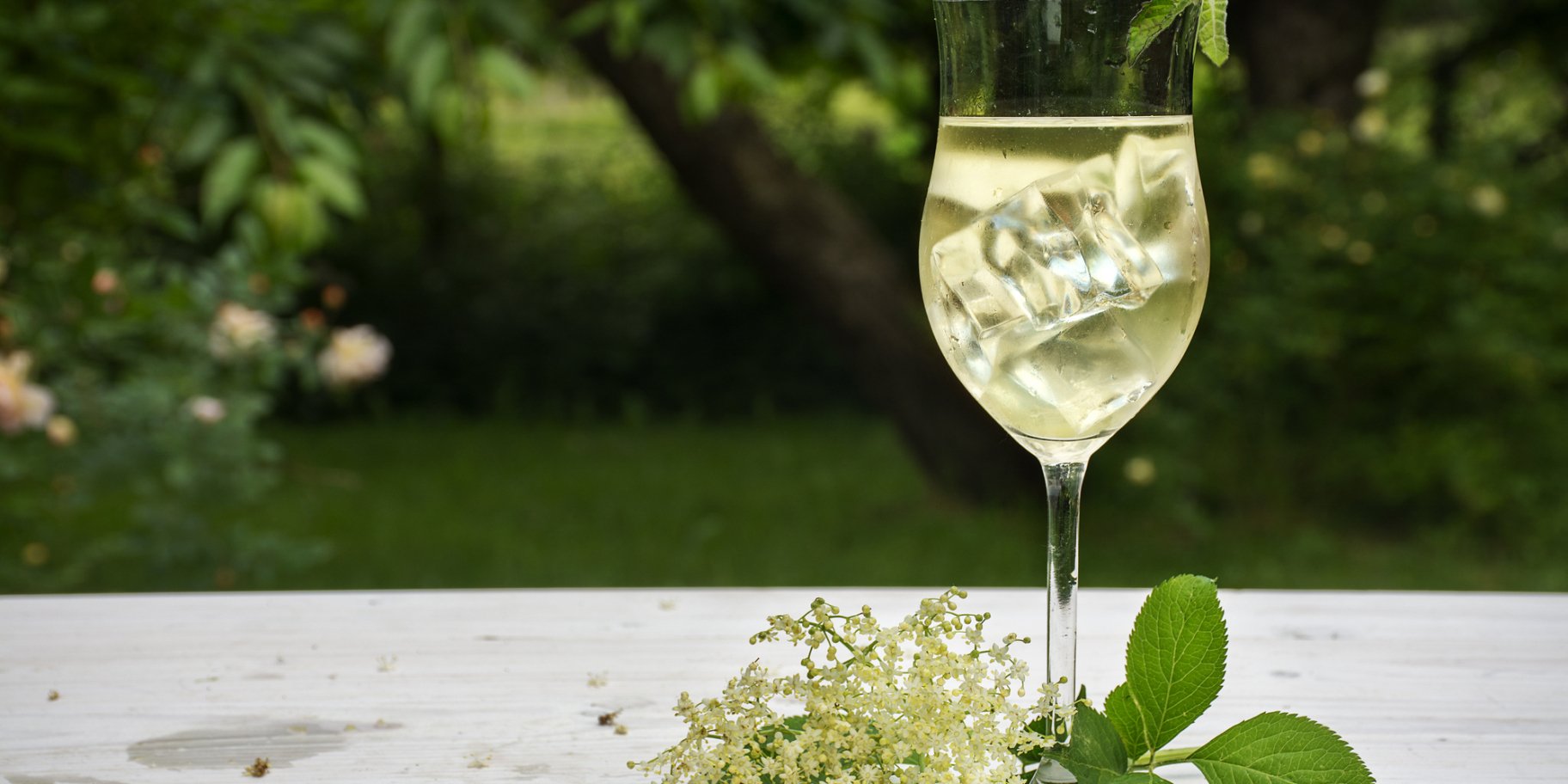 Домашнє бузинове шампанське