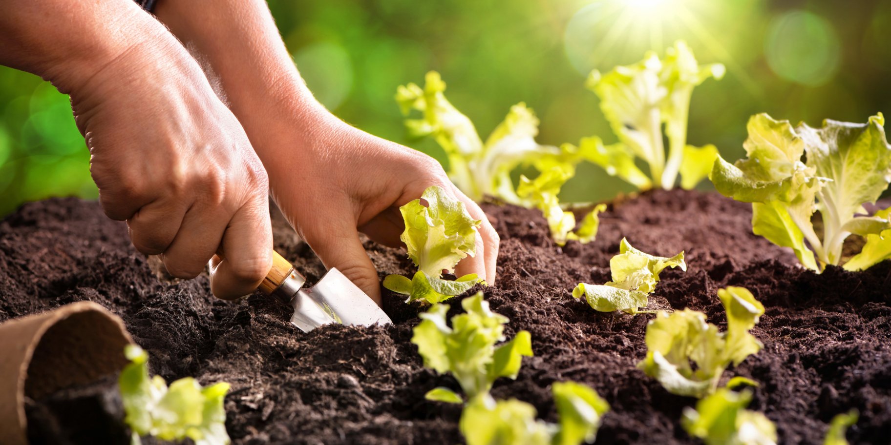 Лунный календарь огородника