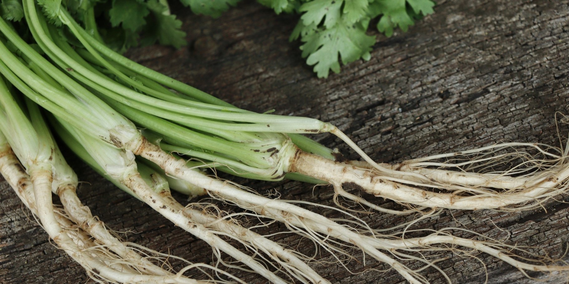 Корінь петрушки