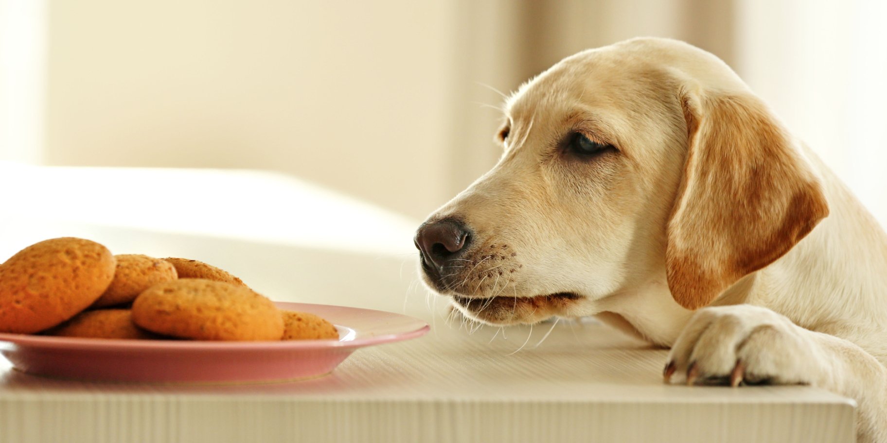 Собаче печиво з куркою і буряком