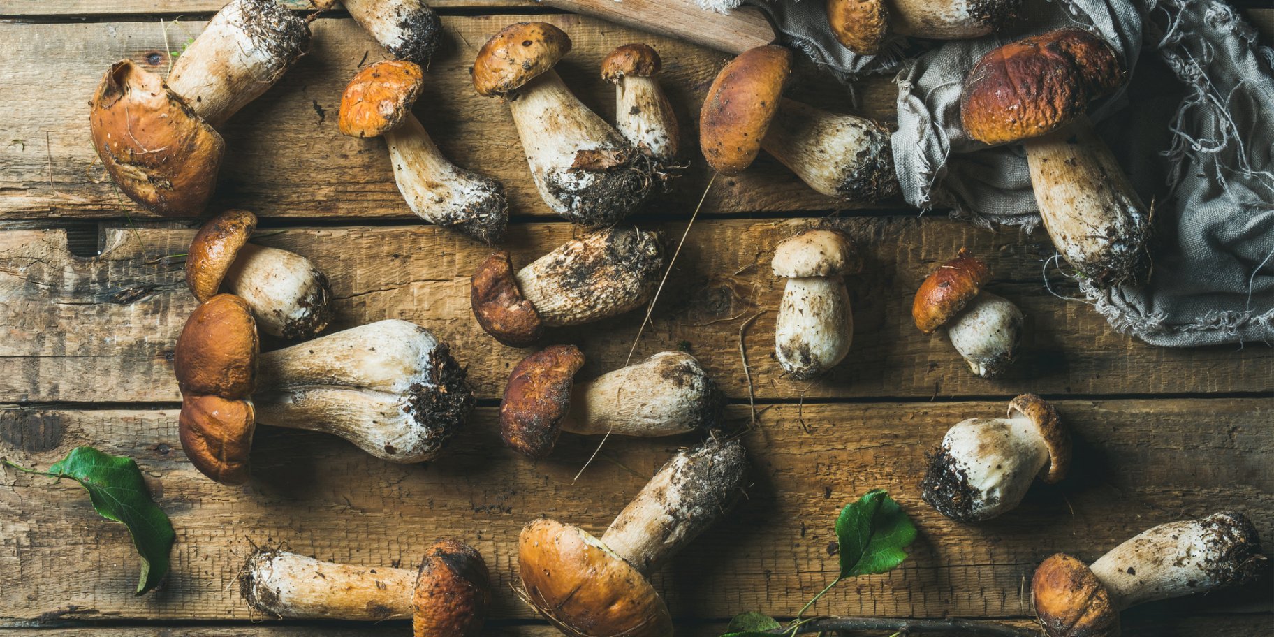 білі лісові гриби