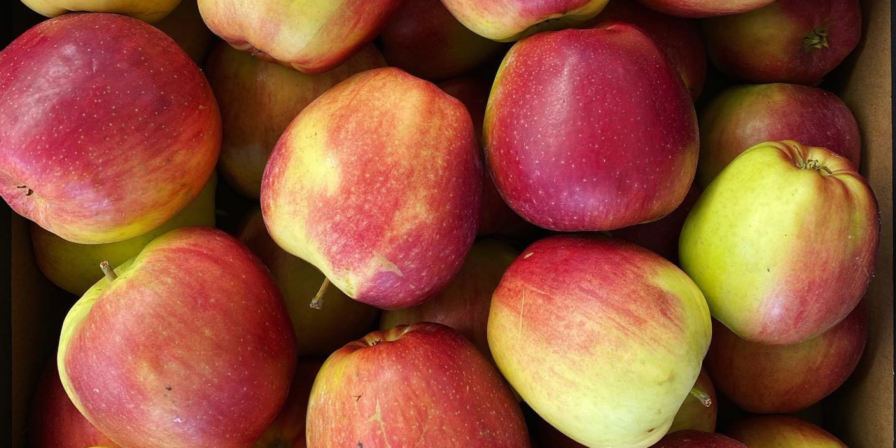 яблука лігольд