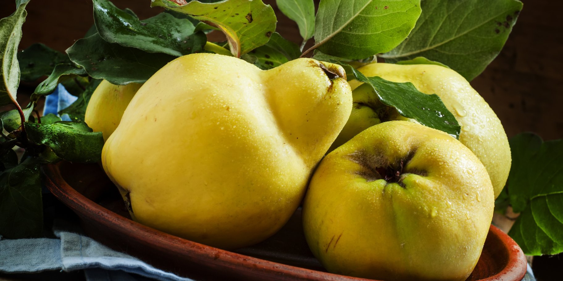 Користь айви