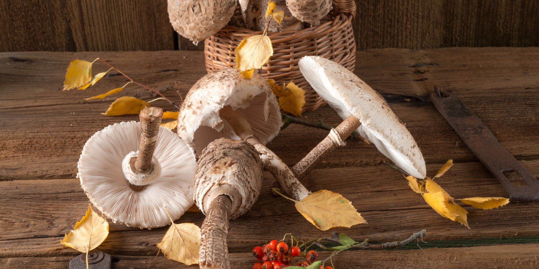 Як готувати гриби зонтики