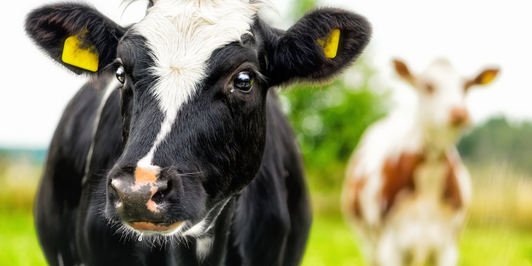 Корова-рекордсменка