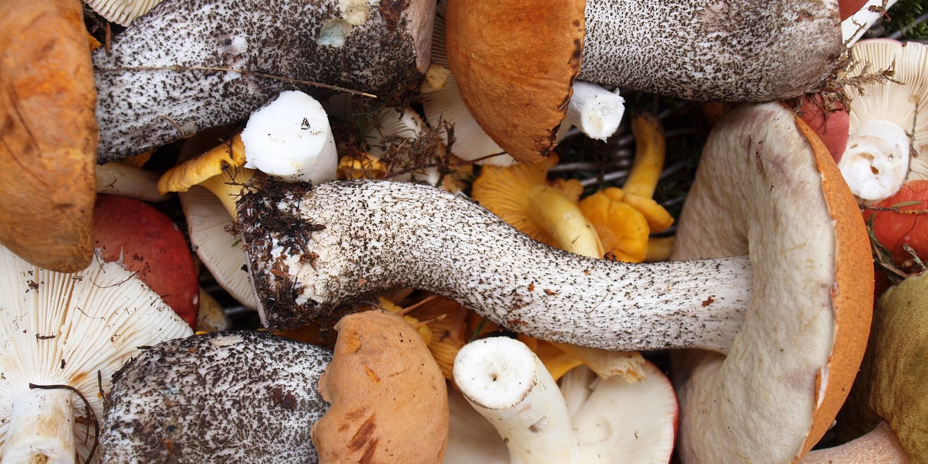 підберезники