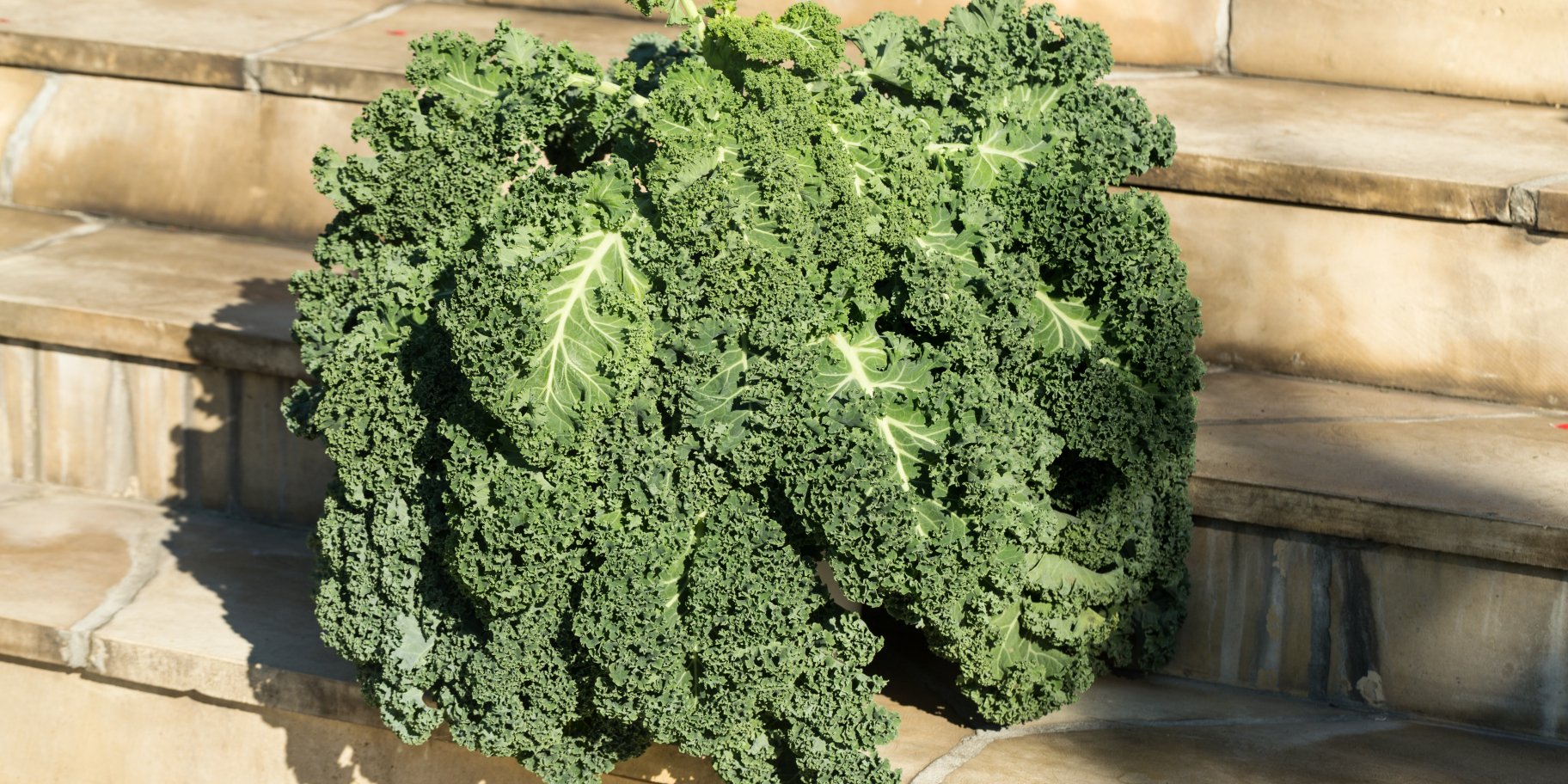 капуста кейл