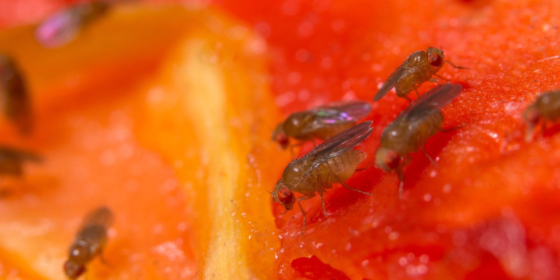 Як позбутися плодових мошок