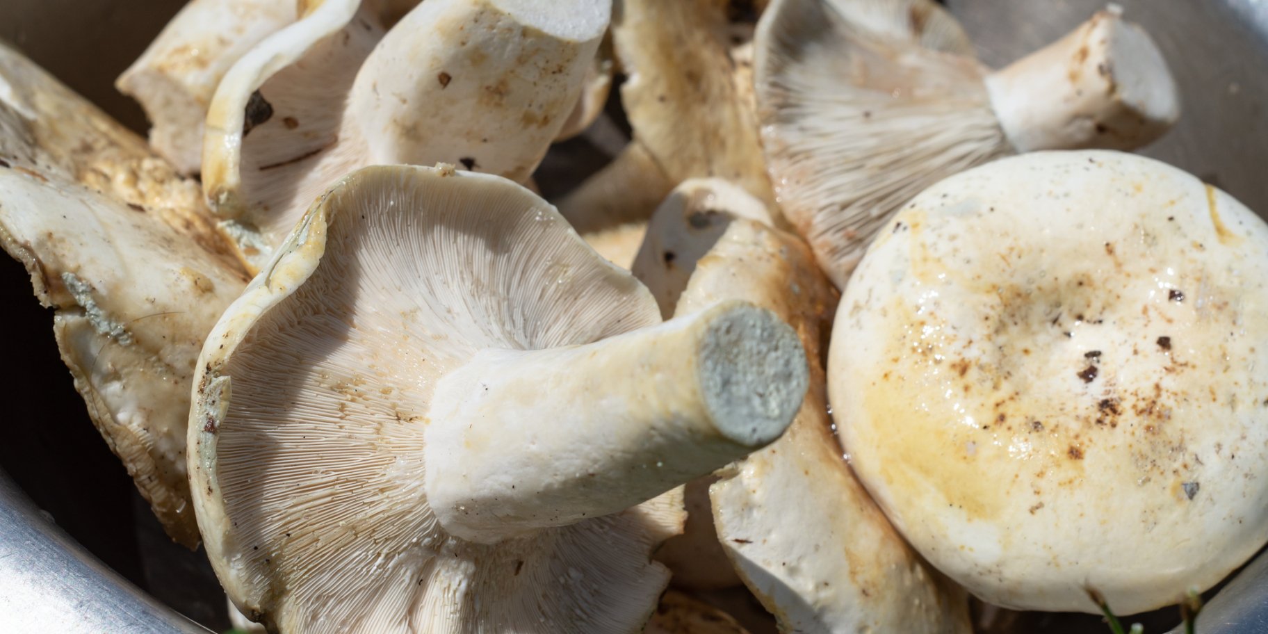 квашеные грузди