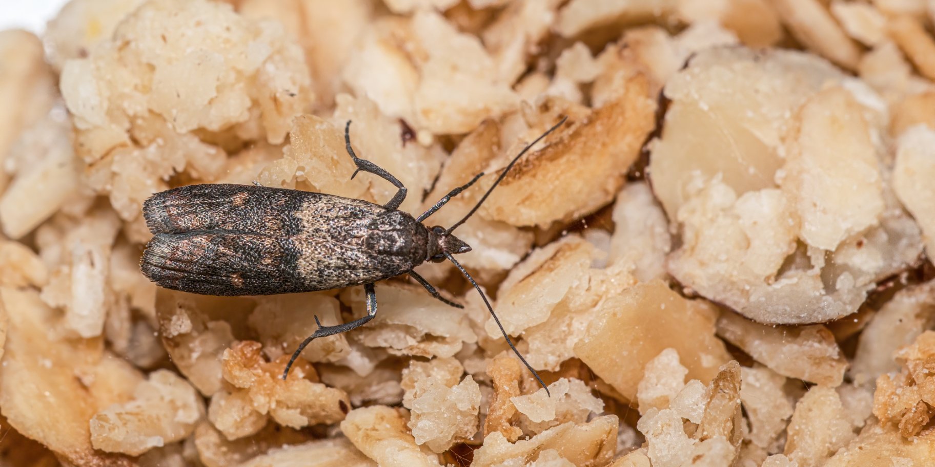 Зернова міль