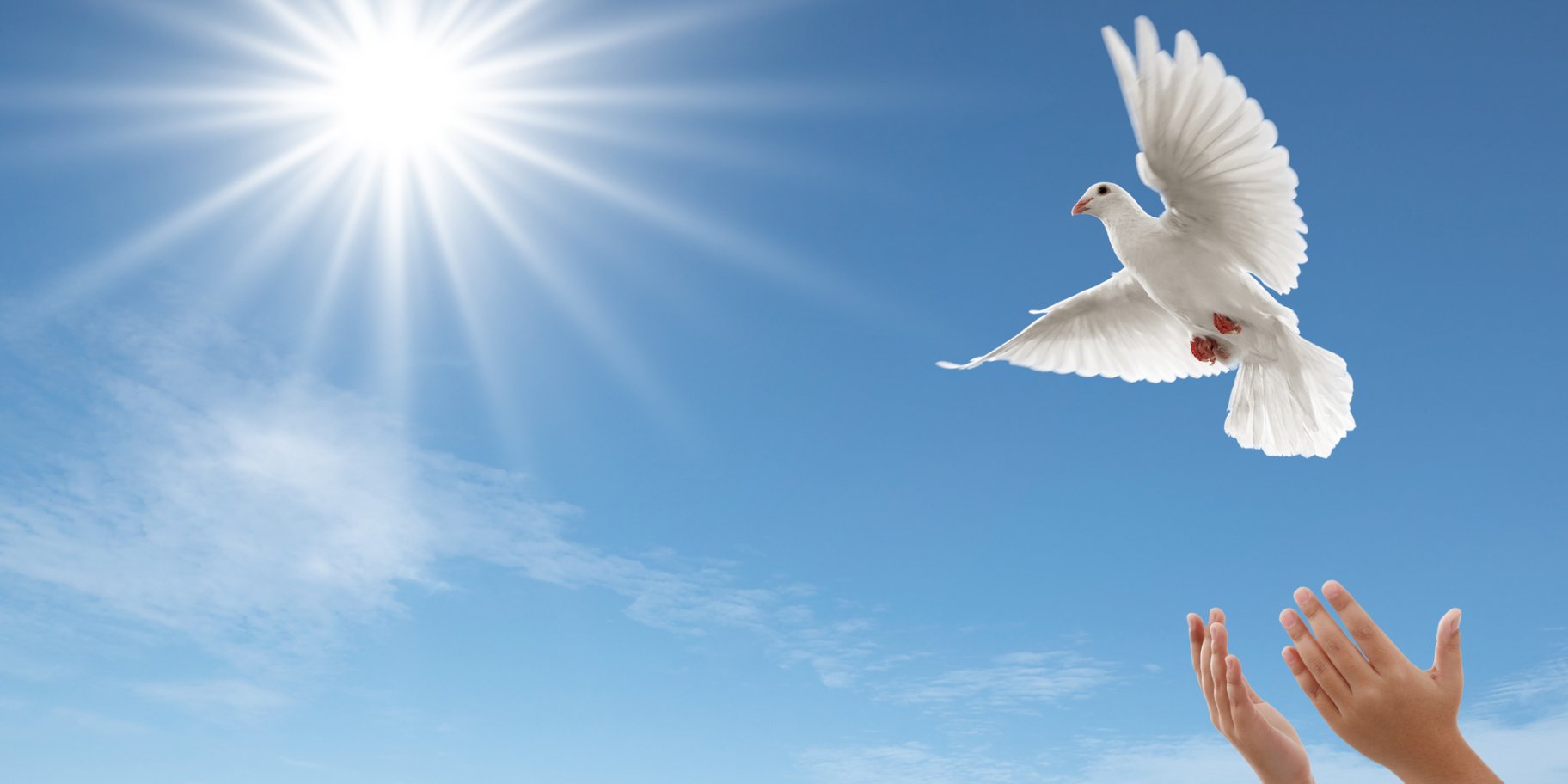 Мирне небо, голуб