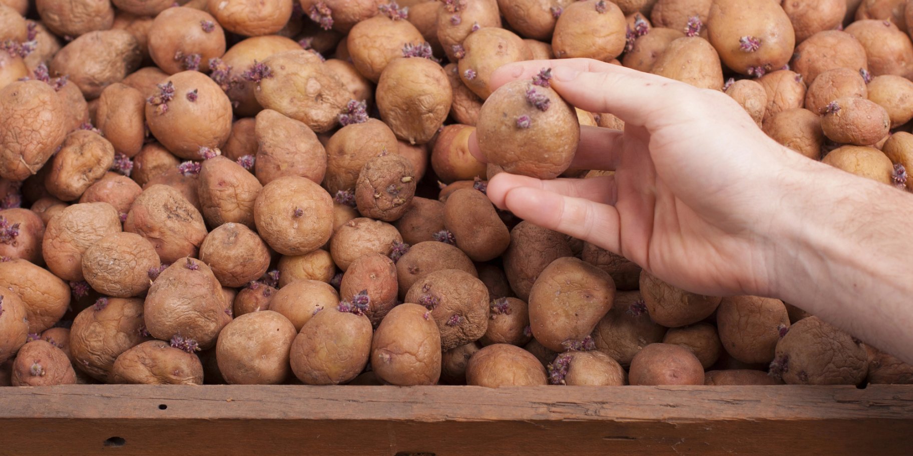 Проросла картопля