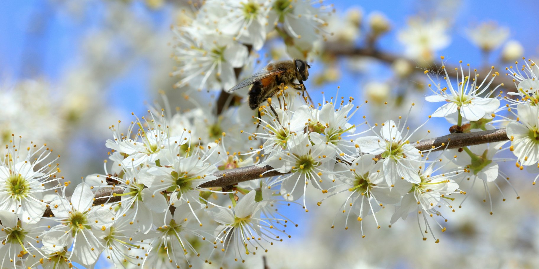 Що можна їсти при алергії