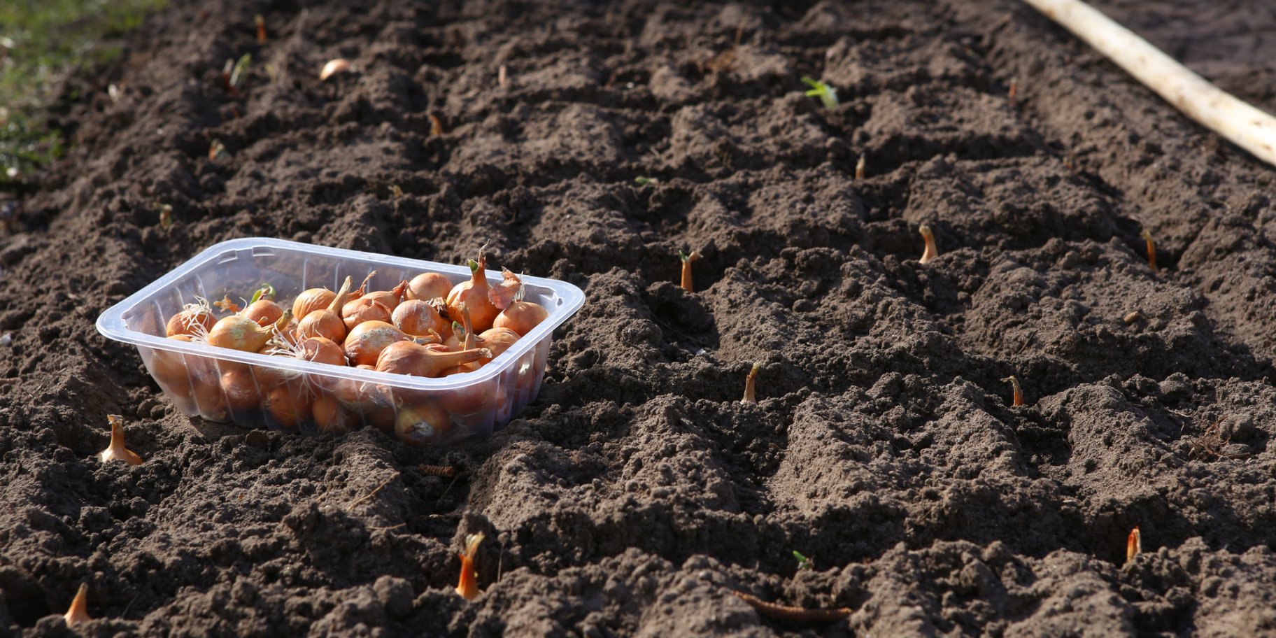 Як і коли садити цибулю