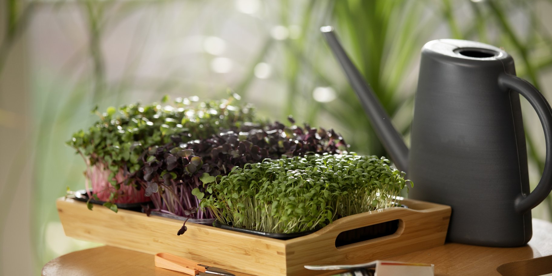 Вирощування зелені на балконі