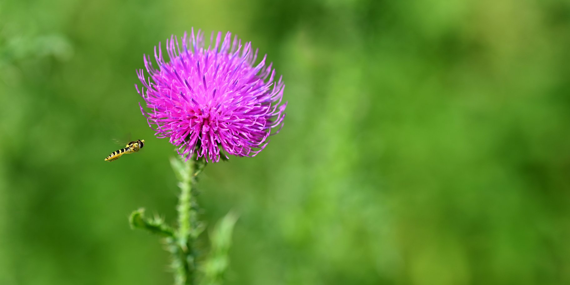 Розторопша