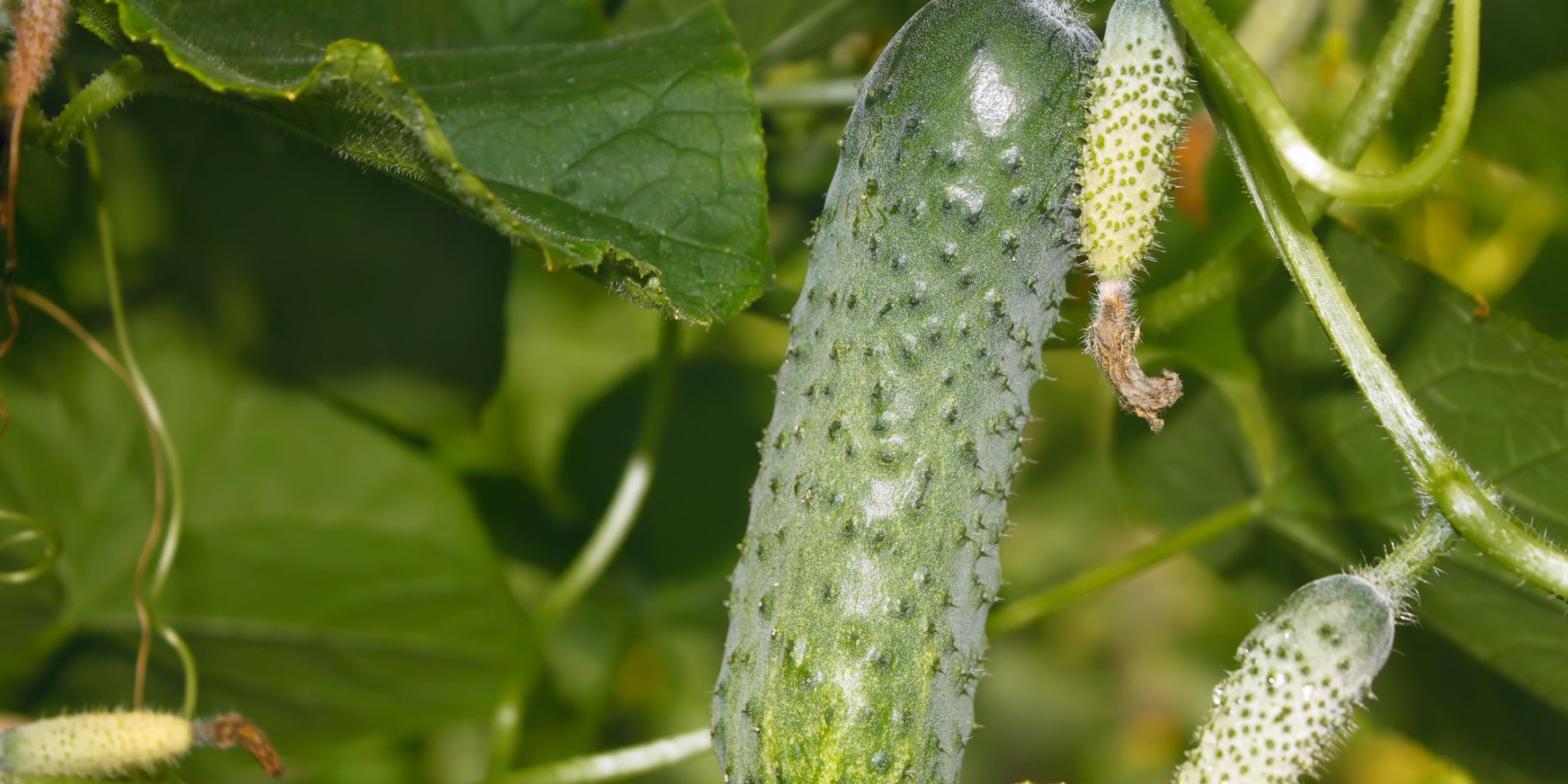 Огурцы на грядке