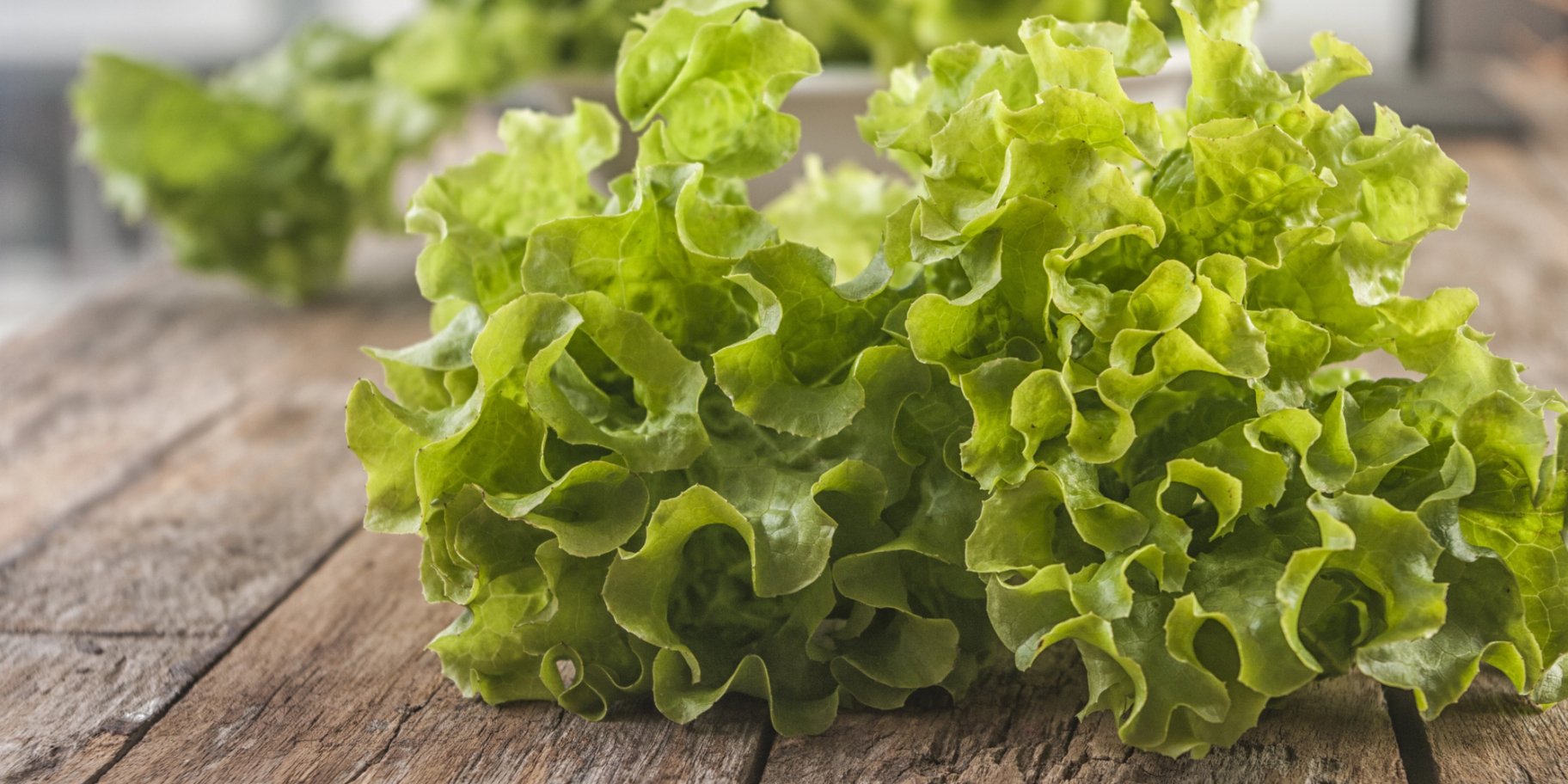 Салат латук