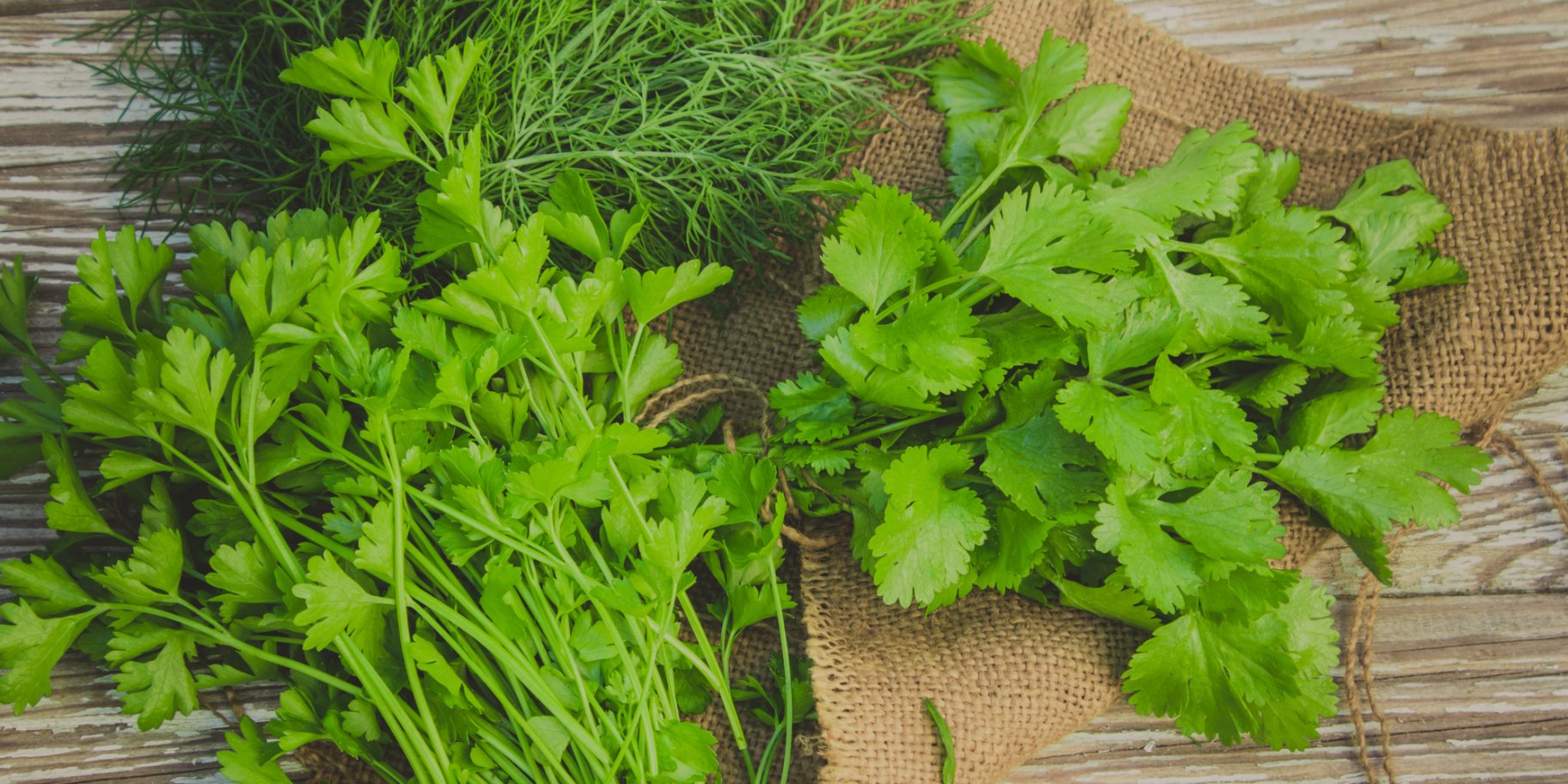 Укроп, петрушка, кинза