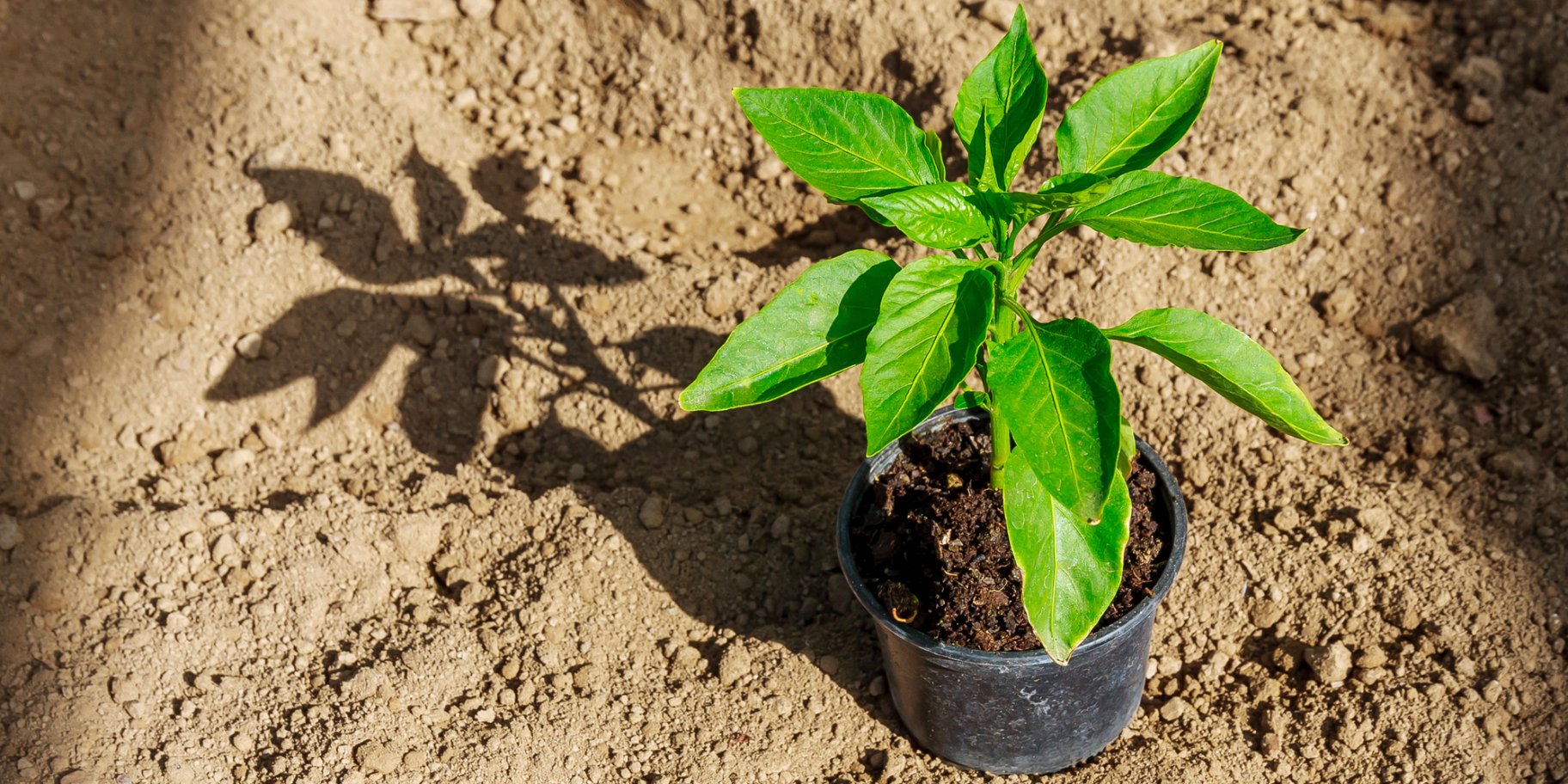 Как сажать рассаду