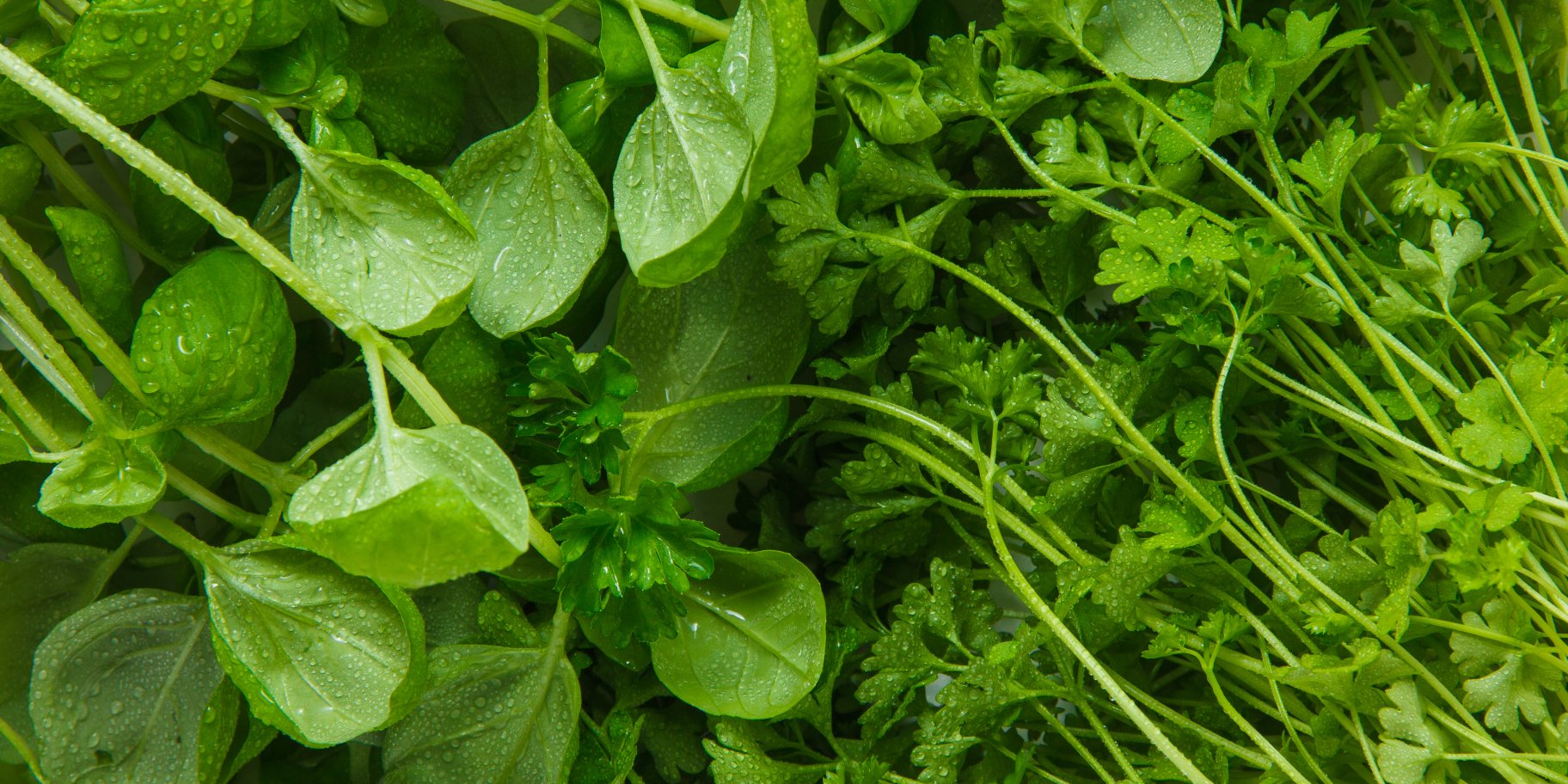 весняні дикороси