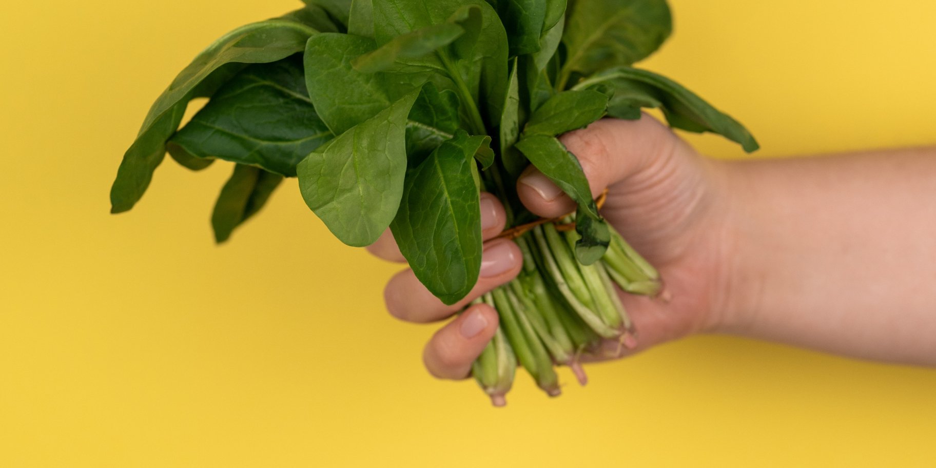 Щавель для консервації