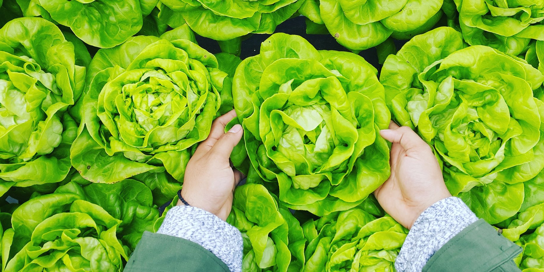 зелений салат латук