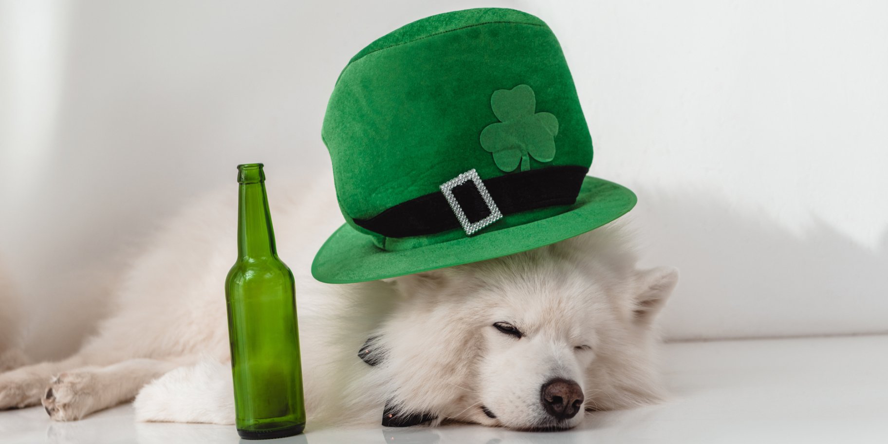 Собака і пиво