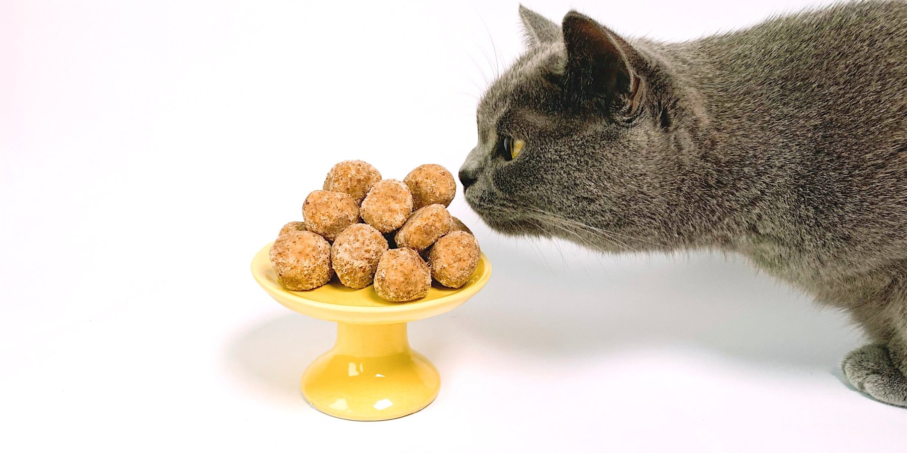 кіт нюхає їжу