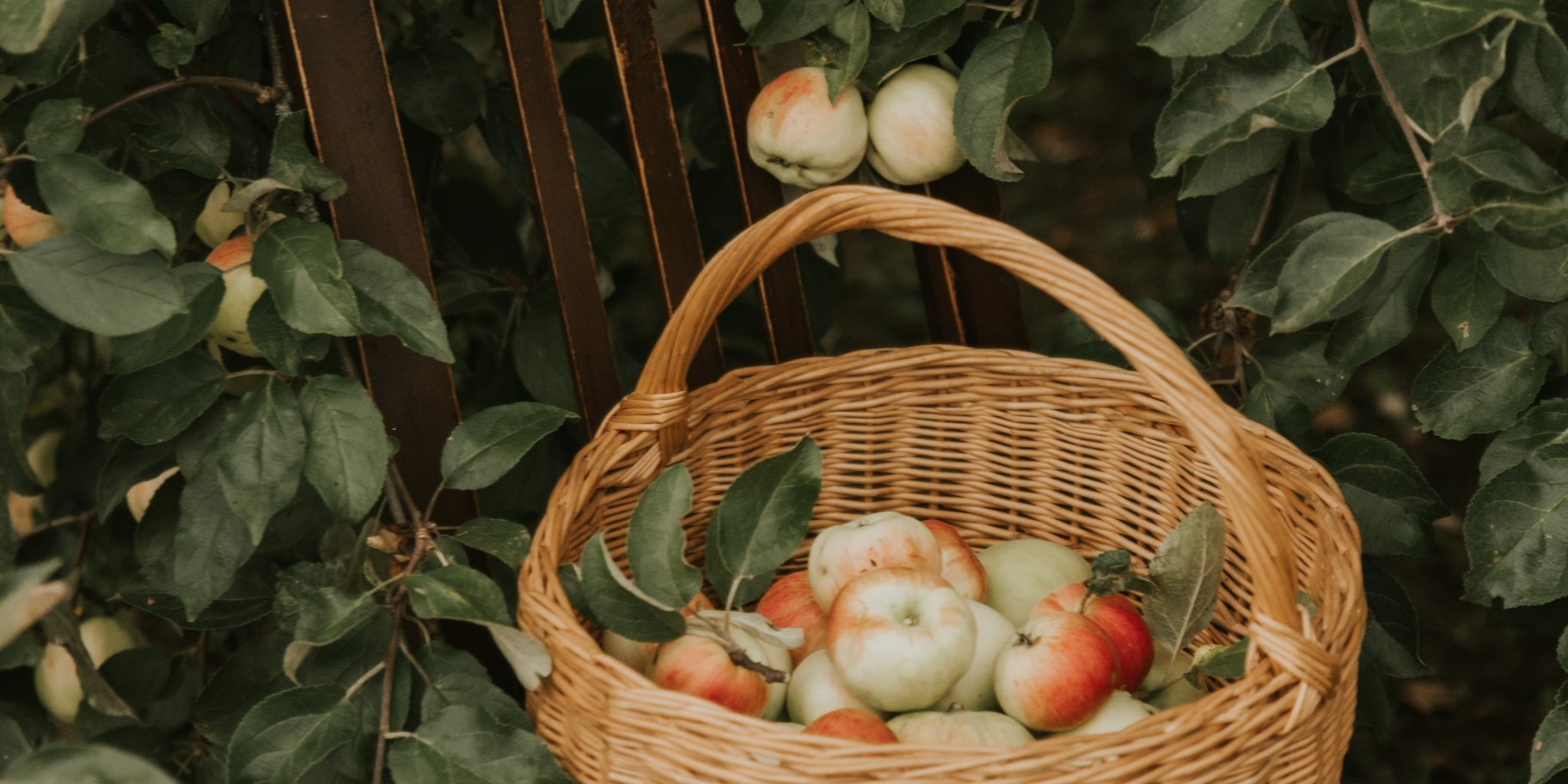 Яблука в кошику в саду