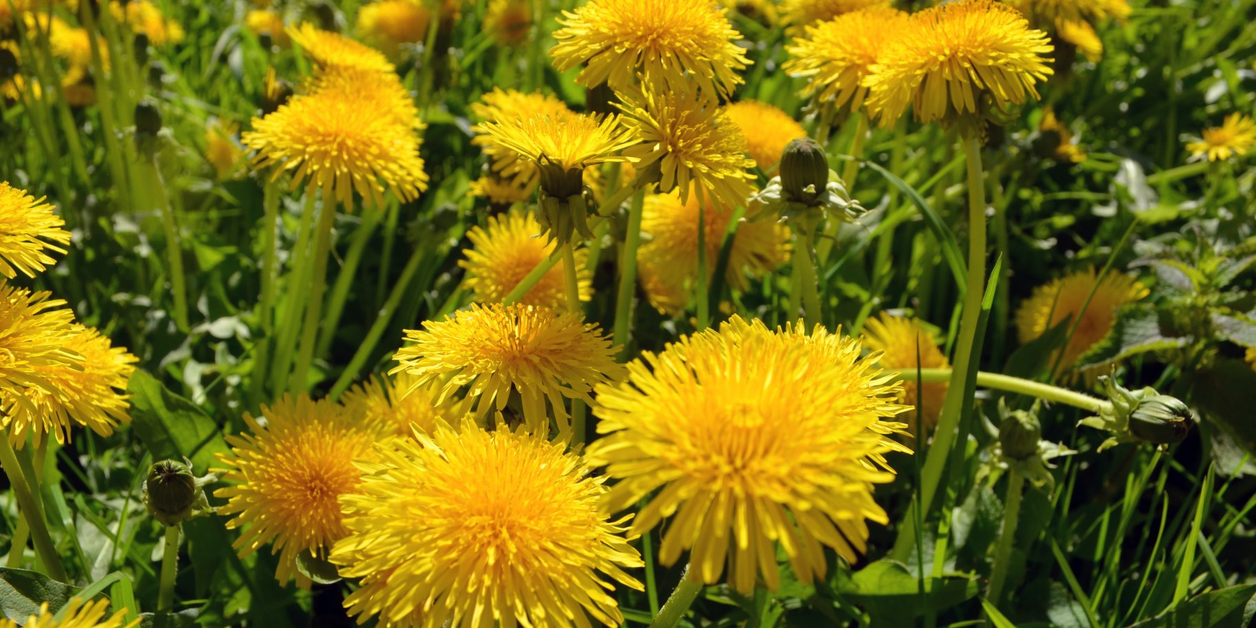 Варення з кульбаб