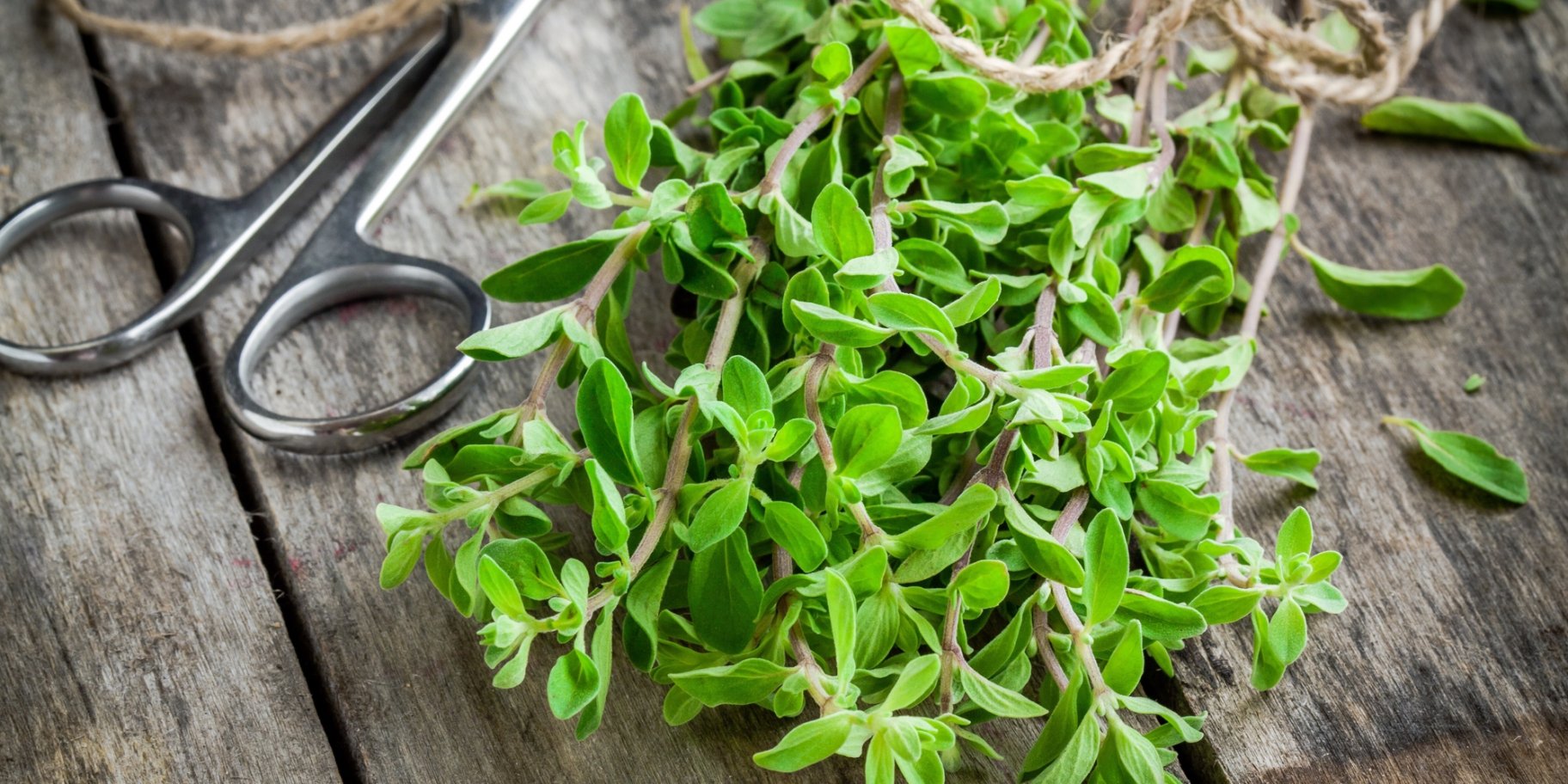 Спеція майоран